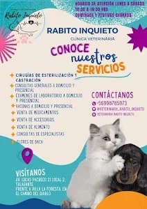 Veterinaria rabito inquieto