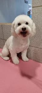Peluquería canina Only Patitas